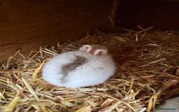 Mini Lop rabbits for sale: Mini pop baby rabbits - Advert 6
