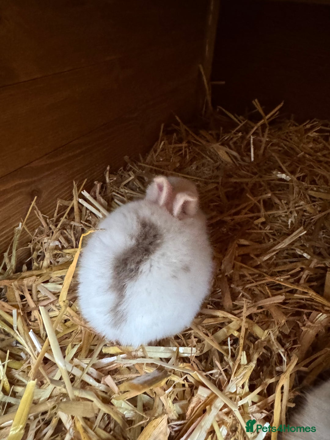 Mini Lop rabbits for sale: Mini pop baby rabbits - Advert 6