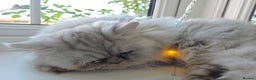Persian cats for sale: Silvertip Chinchilla Persian- Boy & Girl Available - Advert 7