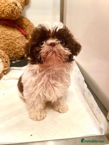 Shih Tzu dogs - Advert 3