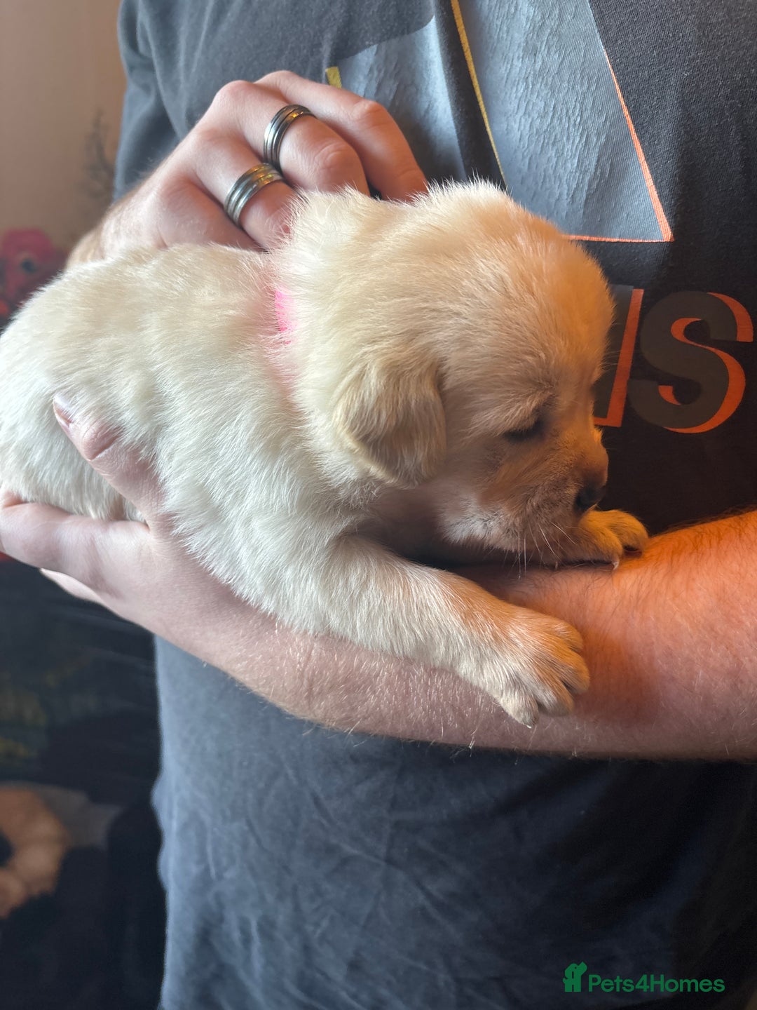 Goldador dogs for sale: Goldador puppies - Advert 5