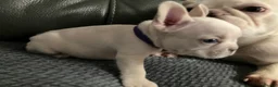 French Bulldog dogs for sale: Ready - Lilac Platinum - Fluffy Carriers - Advert 24