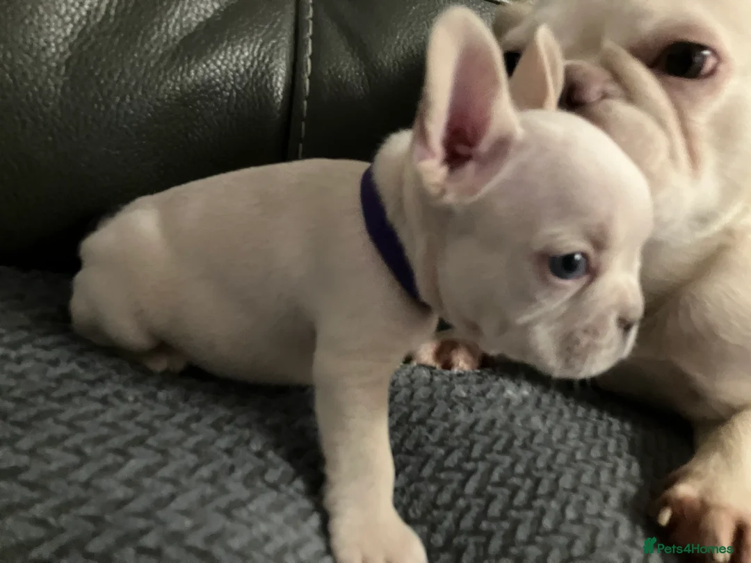 French Bulldog dogs for sale: Ready - Lilac Platinum - Fluffy Carriers - Advert 24