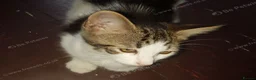 Mixed Breed cats for sale: Beautiful male kitten – ready for a new home. - Advert 4