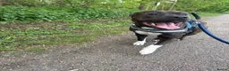 Staffordshire Bull Terrier dogs for sale: 2 year old Staffy called Rolo in Ellesmere - Advert 1
