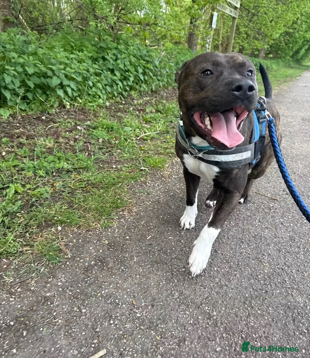 Staffordshire Bull Terrier dogs for sale: 2 year old Staffy called Rolo in Ellesmere - Advert 1