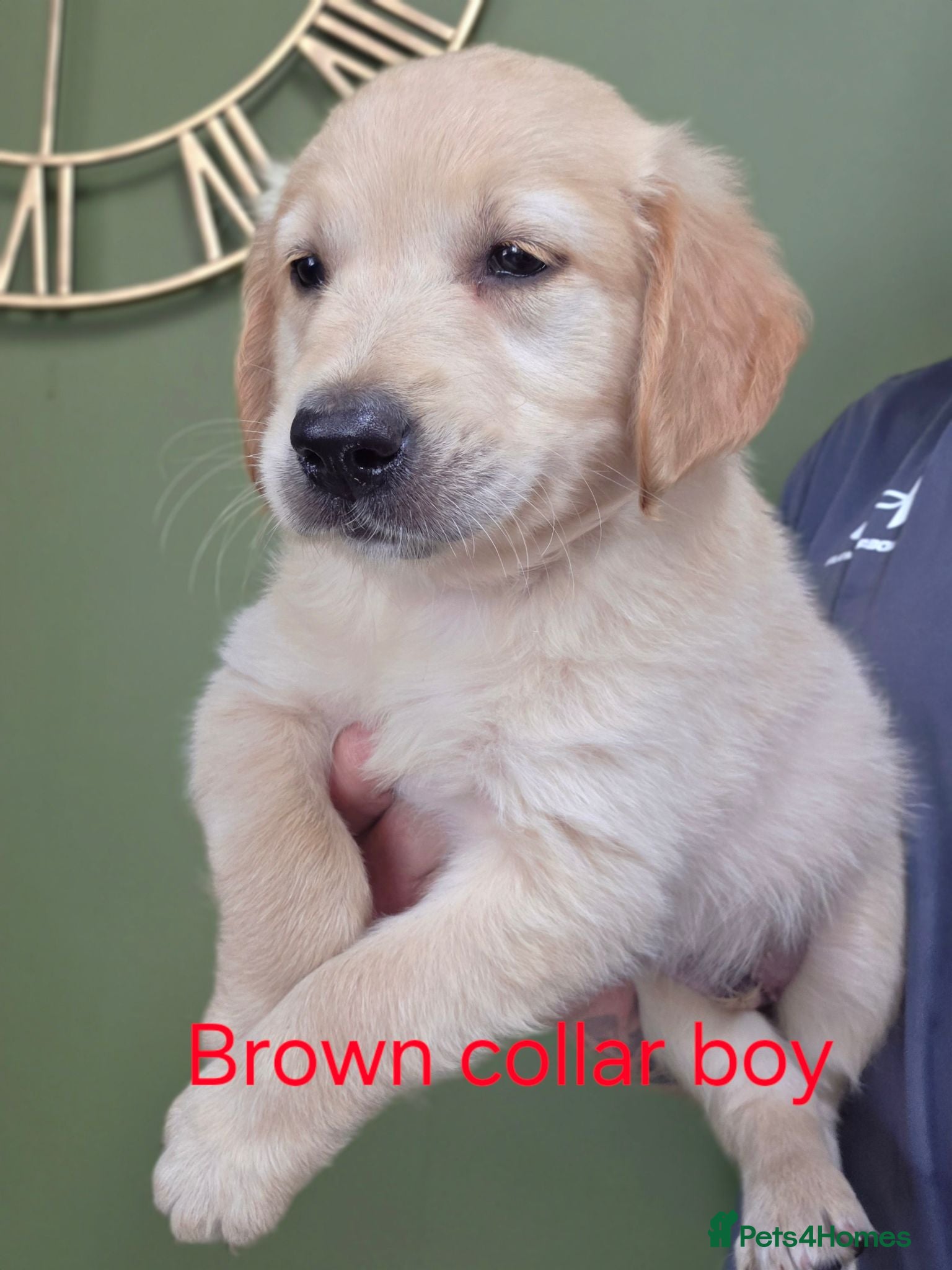 Golden Retriever dogs Extensively Health Tested Kc Reg Pups - Advert 2