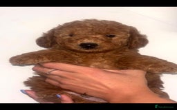 Labradoodle dogs for sale: 🐾AVAILABLE TO VIEW! - Fox Red Labradoodle Pups 🐾 - Image 1