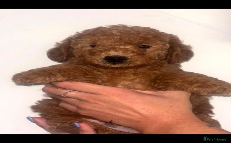 Labradoodle dogs - Advert 9
