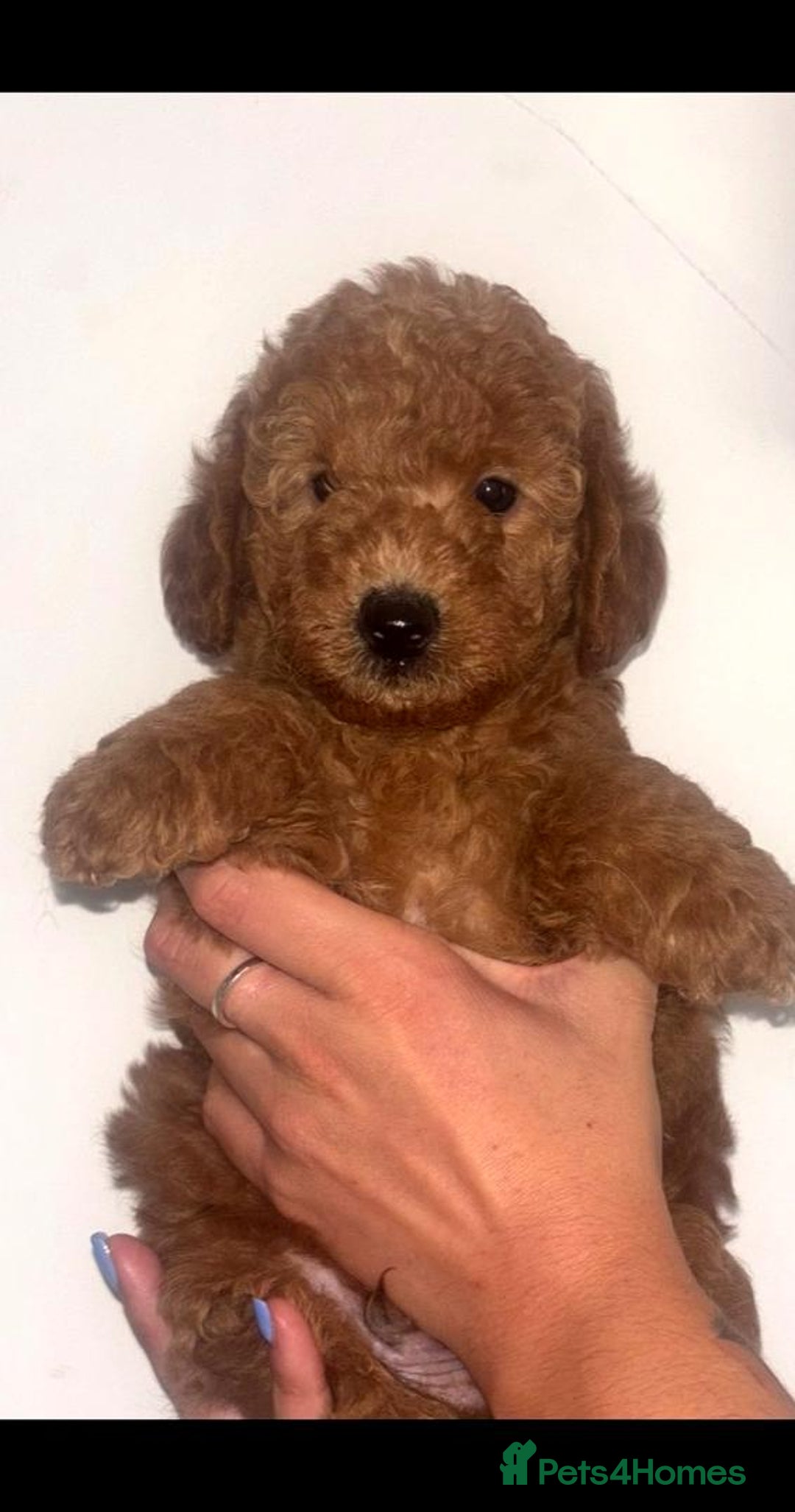 Labradoodle dogs for sale: 🐾AVAILABLE TO VIEW! - Fox Red Labradoodle Pups 🐾 - Image 1