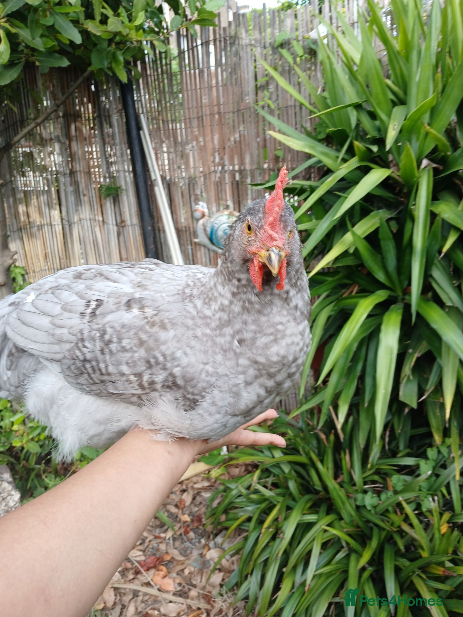 Chickens poultry 2x friendly roosters ! - Advert 14