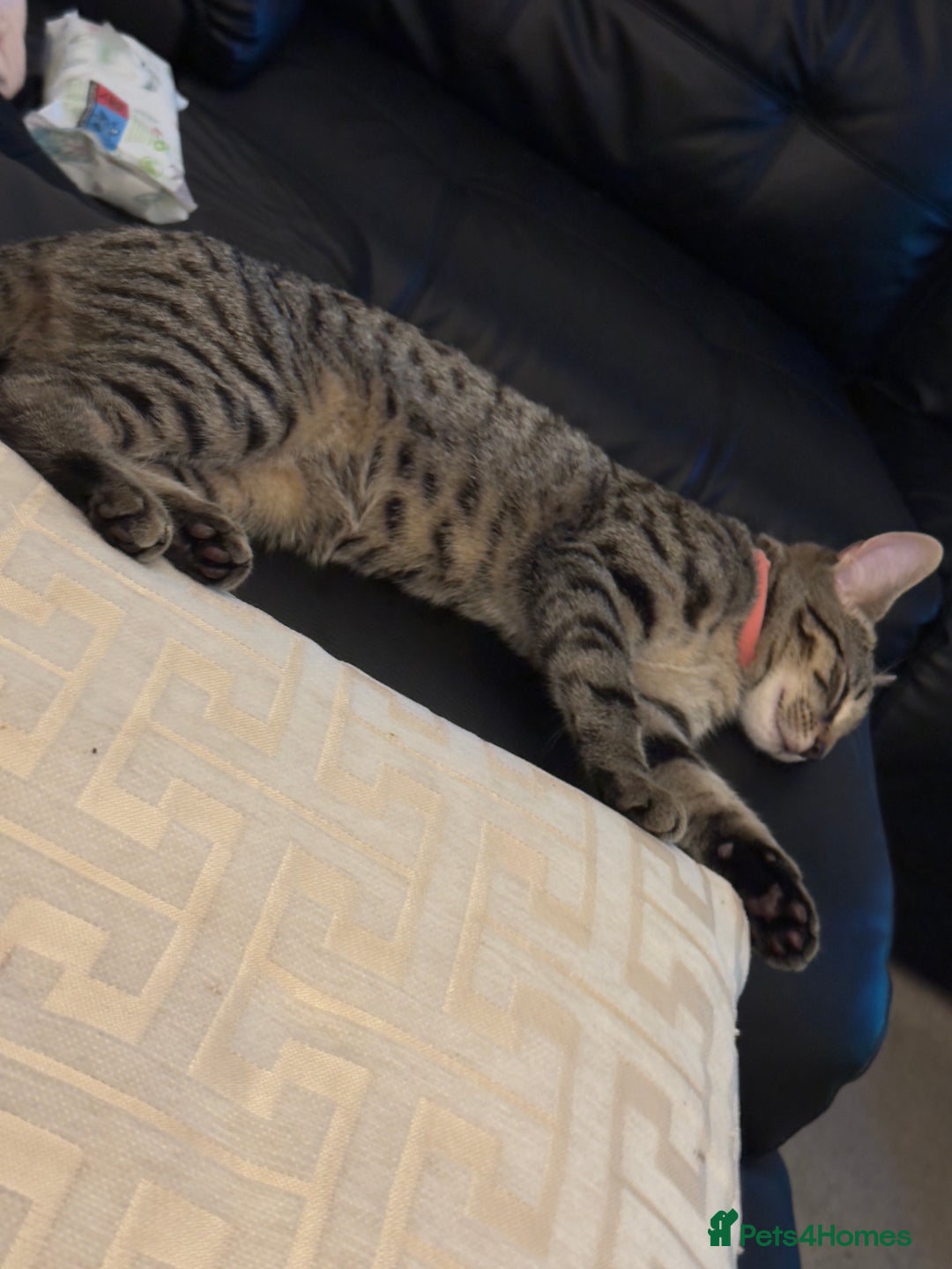 Mixed Breed cats for sale: 12 month old cat for sale - Image 3