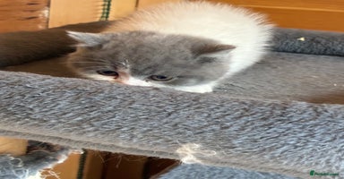 British Shorthair cats - Advert 7