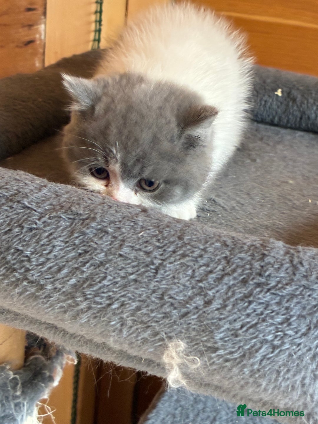 British Shorthair cats for sale: LAST 4 TICA CHAMPION BLOOD LINES BSH KITTENS - Image 3