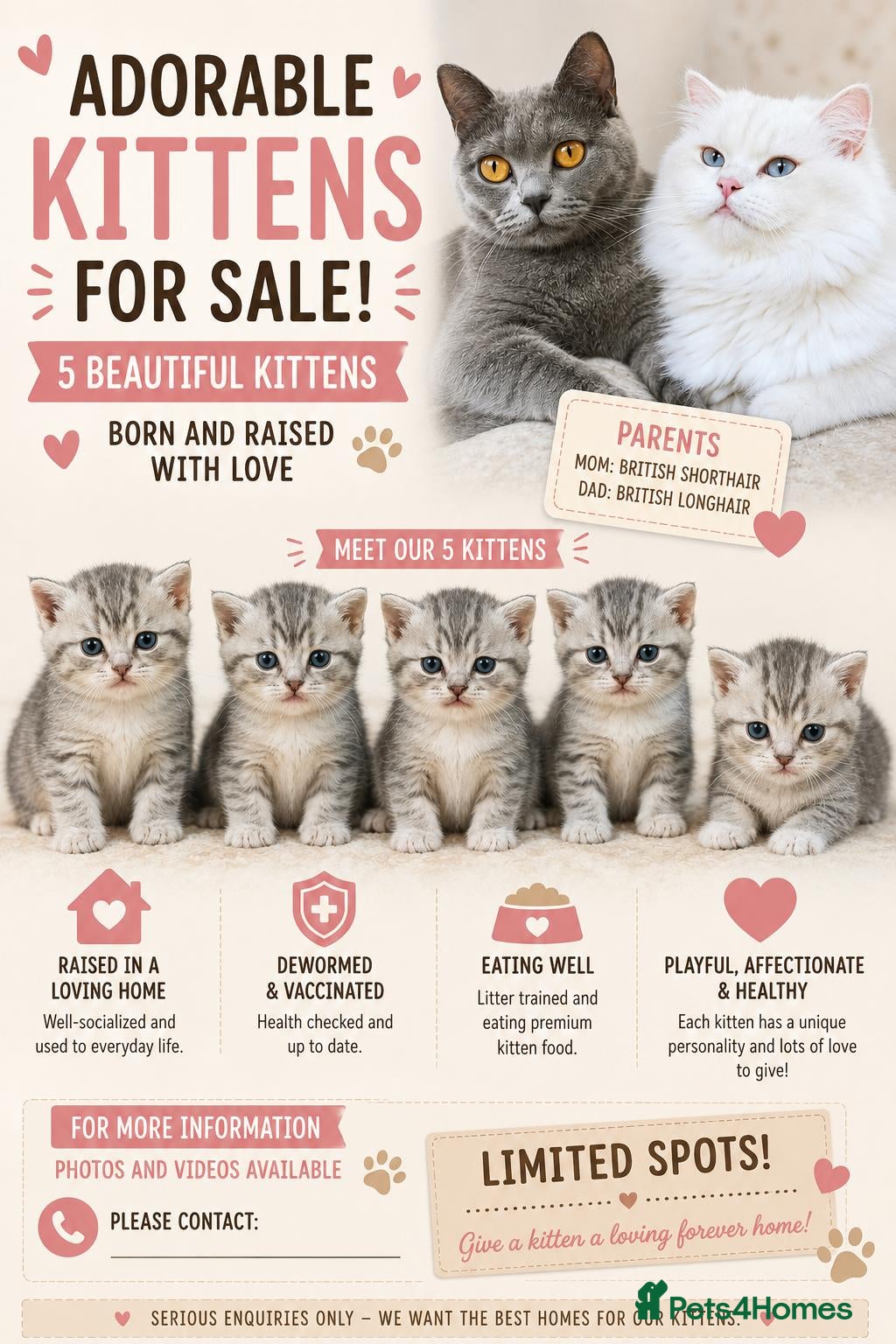 British Shorthair cats British shorthair kittens - Advert 1