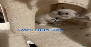 Ragdoll cats - Advert 4