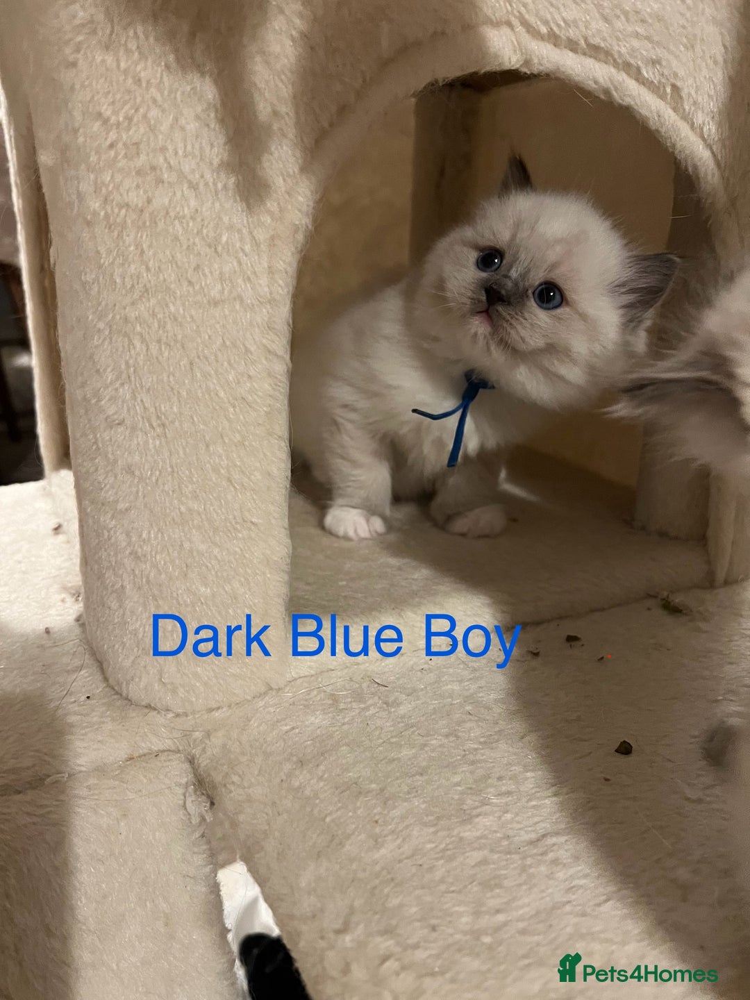 Ragdoll cats for sale: Beautiful Chunky Ragdoll Kittens For Sale - Image 6