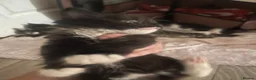 American Shorthair cats for sale: Kitten’s  - Advert 7