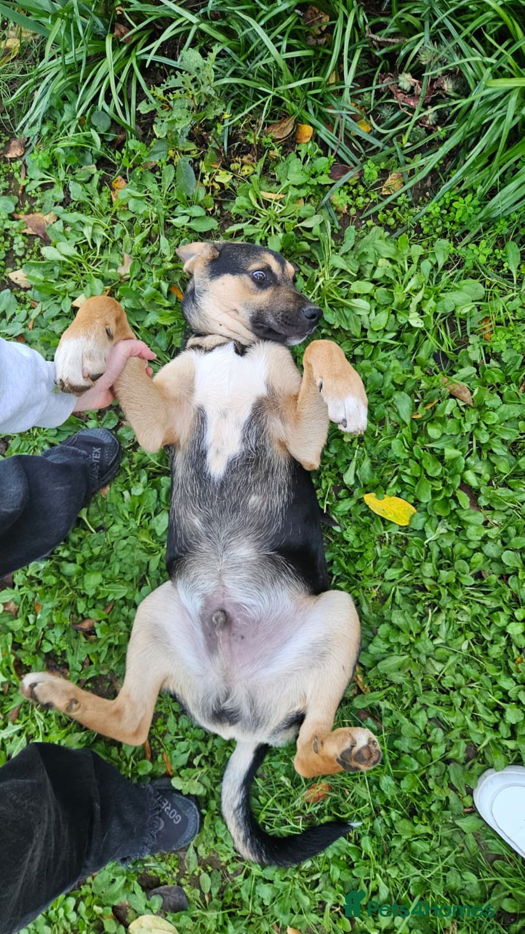 Australian Shepherd dogs for adoption: 6.5 months old Anatolian Shepherd ready to adopt! - Advert 3