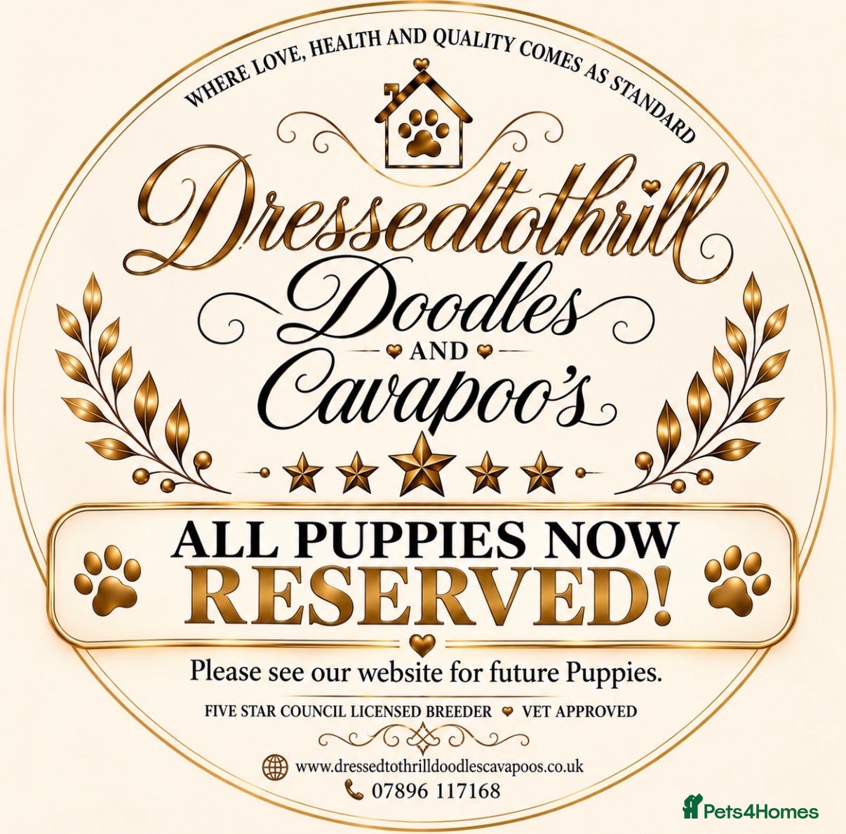 Cavapoo dogs Outstanding quality, F1b Cavapoo babies - Advert 2