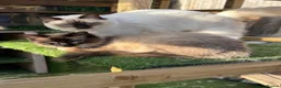Ragdoll cats for sale: GCCF REG RAGDOLL KITTENS LILAC CHOC SEAL  - Advert 38