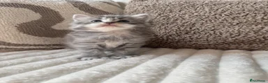 Ragcoon 2