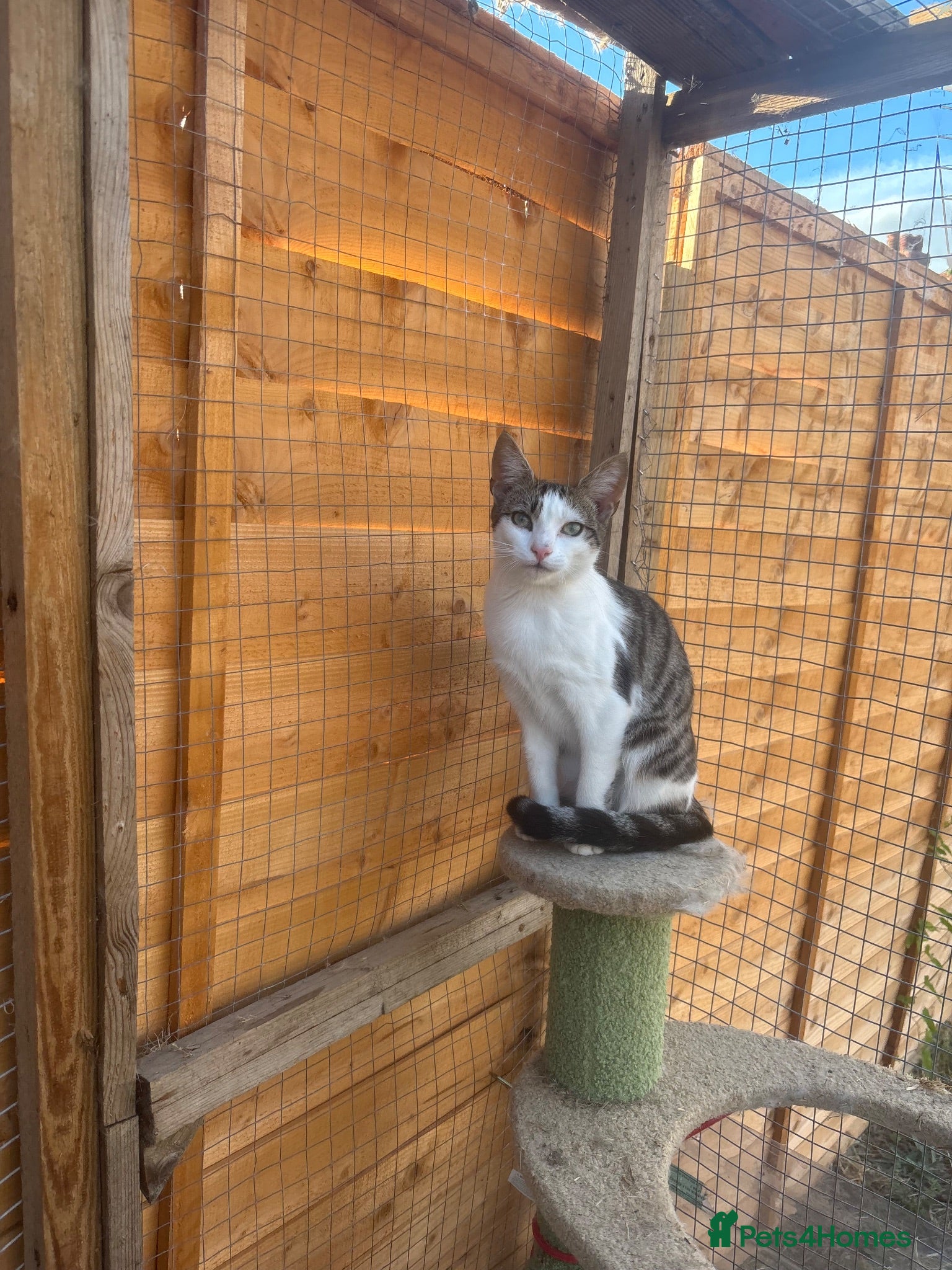 Mixed Breed cats Norman looking for loving home  - Advert 1