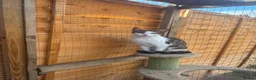 Mixed Breed cats for sale: Norman looking for loving home  - Advert 1