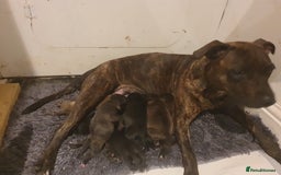 Staffordshire Bull Terrier dogs for sale: Staffordshire Bull Terrior Pups - 9 in total. - Image 1
