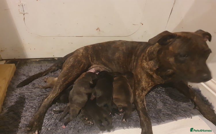 Staffordshire Bull Terrier dogs - Advert 5