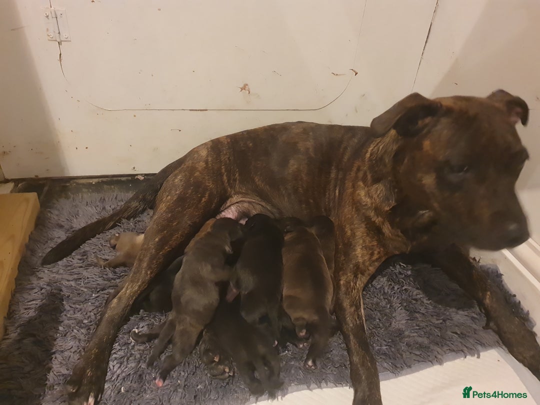 Staffordshire Bull Terrier dogs for sale: Staffordshire Bull Terrior Pups - 9 in total. - Image 1