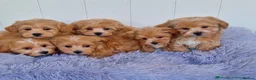 Maltese dogs for stud: Kc registered health tested stud proven - Advert 25