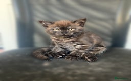 Mixed Breed cats for sale: 3 kittens left  - Image 7