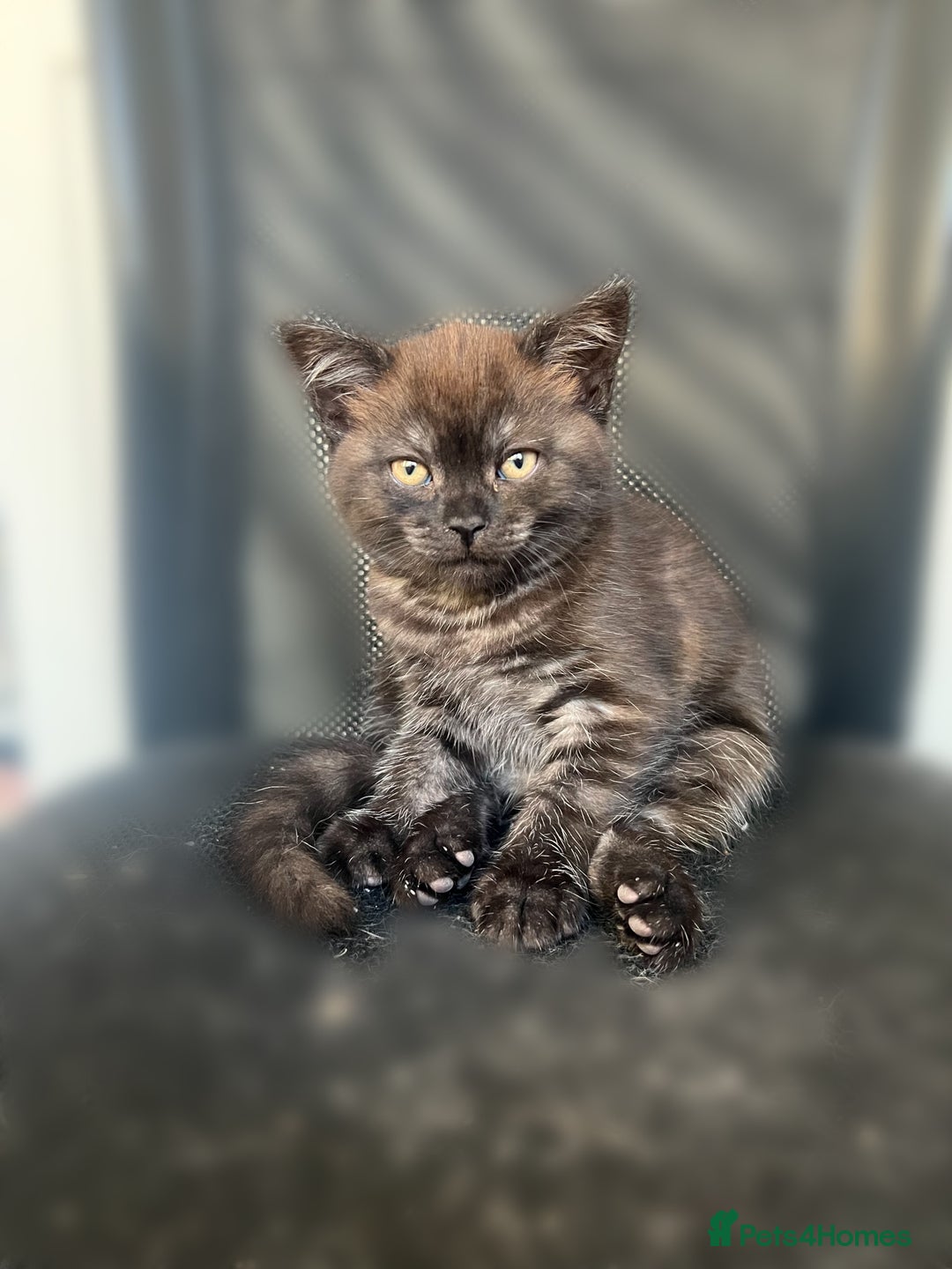 Mixed Breed cats for sale: 3 kittens left  - Image 7