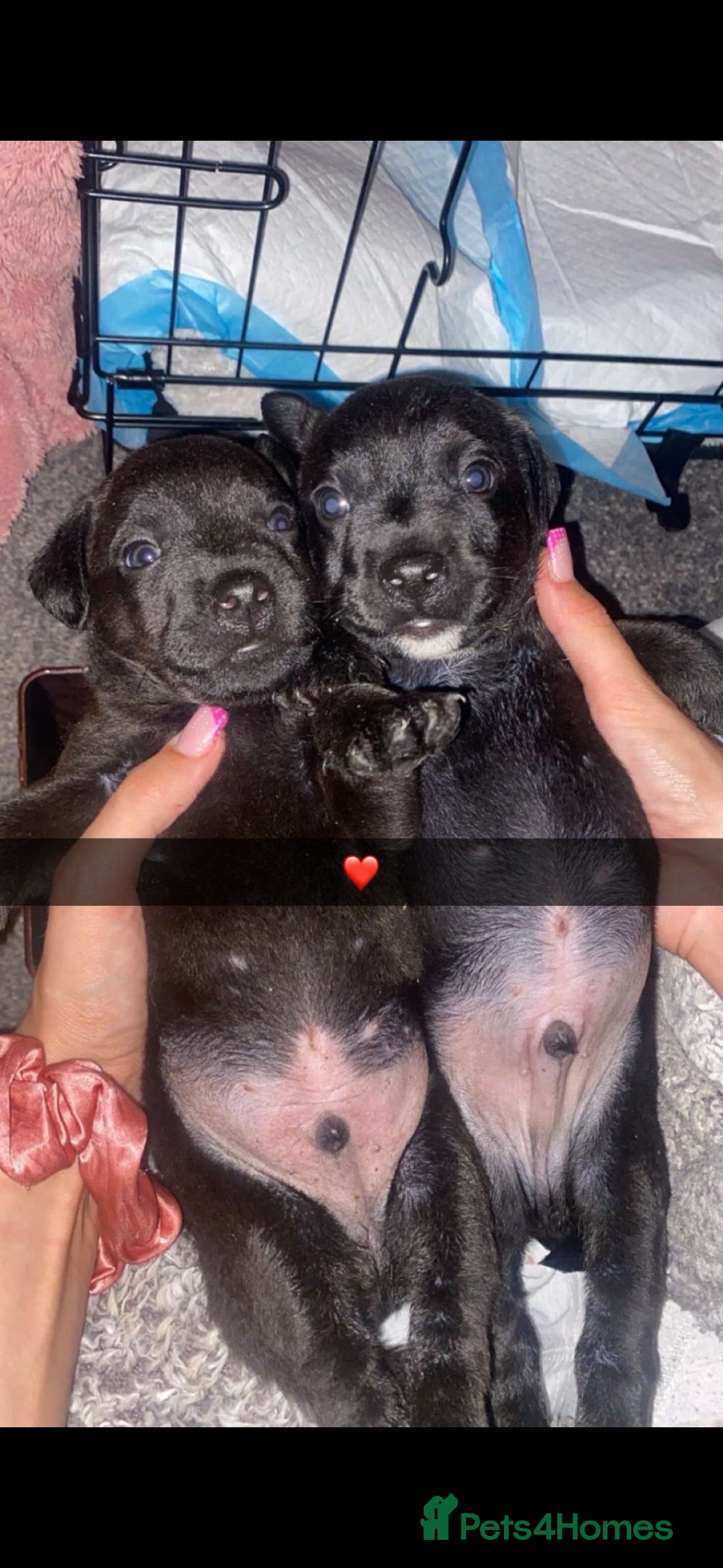 Patterdale Terrier dogs for sale: Patterdale puppies male  - Image 4