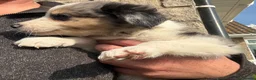 Border Collie dogs for sale: Blue merl border collies  - Advert 5