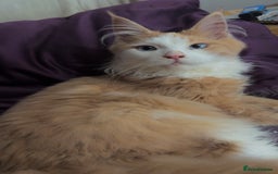 Maine Coon cats for sale: Blue eyed maine coon girl for sale  - Image 2