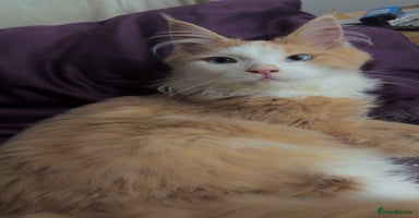 Maine Coon cats - Advert 15