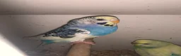 Budgerigars birds for sale: Beautiful young budgie s  - Advert 3