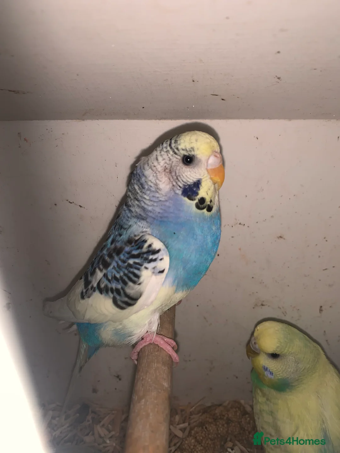 Budgerigars birds for sale: Beautiful young budgie s  - Advert 3