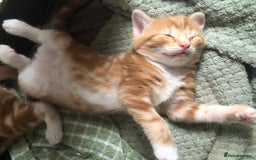 British Longhair cats for sale: 2 x Beautiful Ginger Girls, must go together ❤️ - Image 1