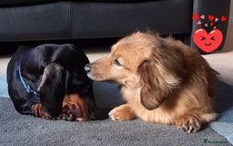 Dachshund dogs for adoption: Dachshund - Image 4