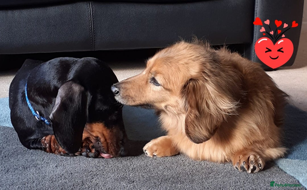 Dachshund dogs for adoption: Dachshund - Image 4