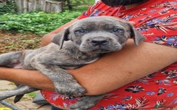 Cane Corso dogs for sale: Beautiful Cane Corsos READY TO GO - Image 4