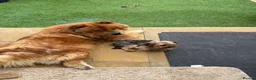 Yorkshire Terrier dogs for sale:  **  Yorkie for sale  in Bishop's Stortford - Advert 5