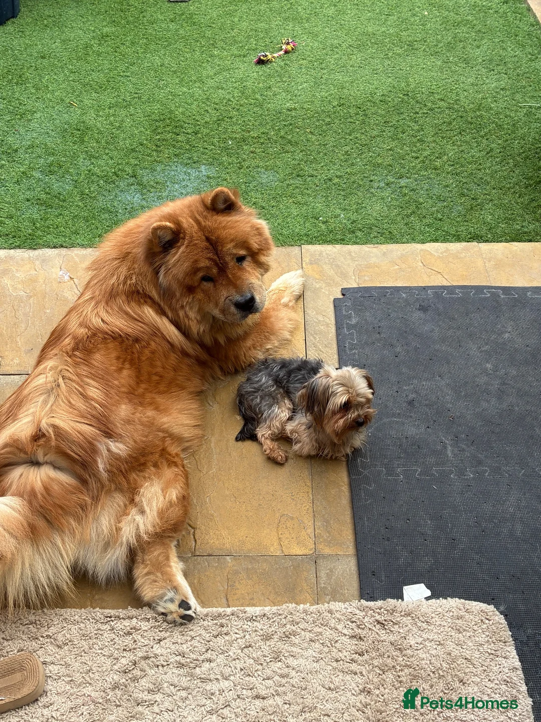 Yorkshire Terrier dogs for sale:  **  Yorkie for sale  in Bishop's Stortford - Advert 5