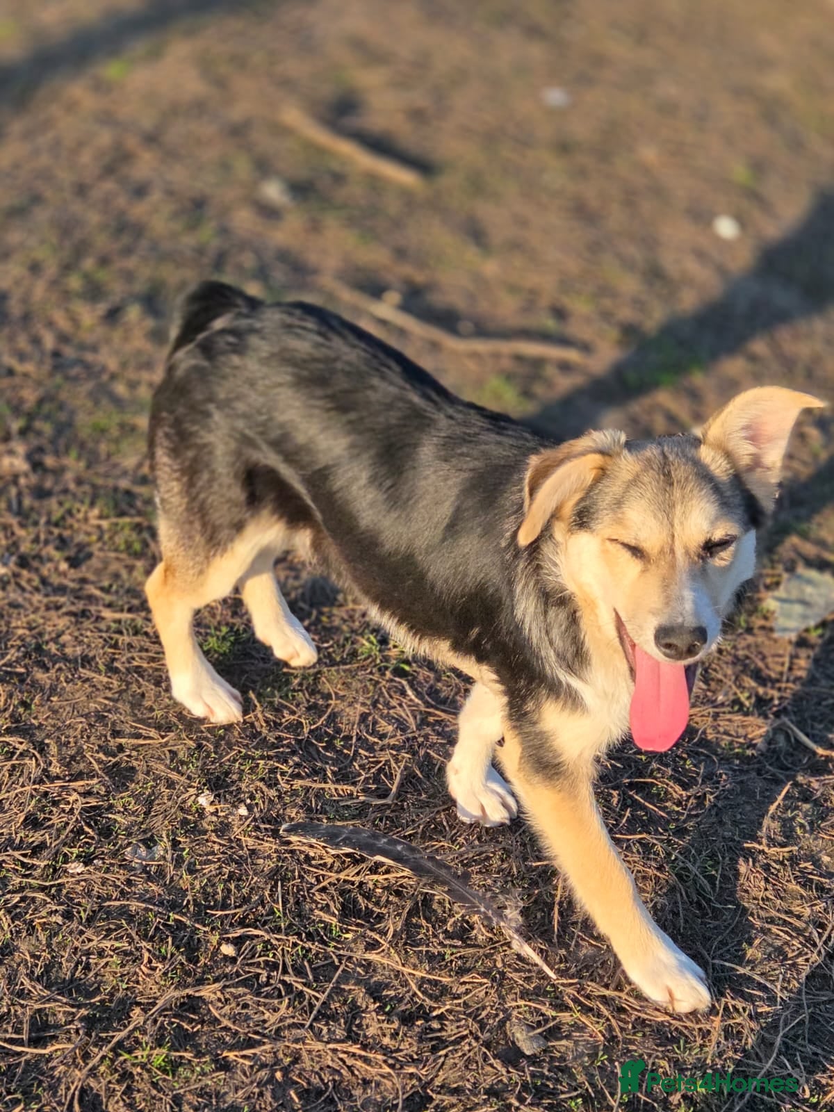 Mixed Breed dogs 🐾❤️ LORI – A Little Heart Full of Love ❤️🐾 - Advert 1