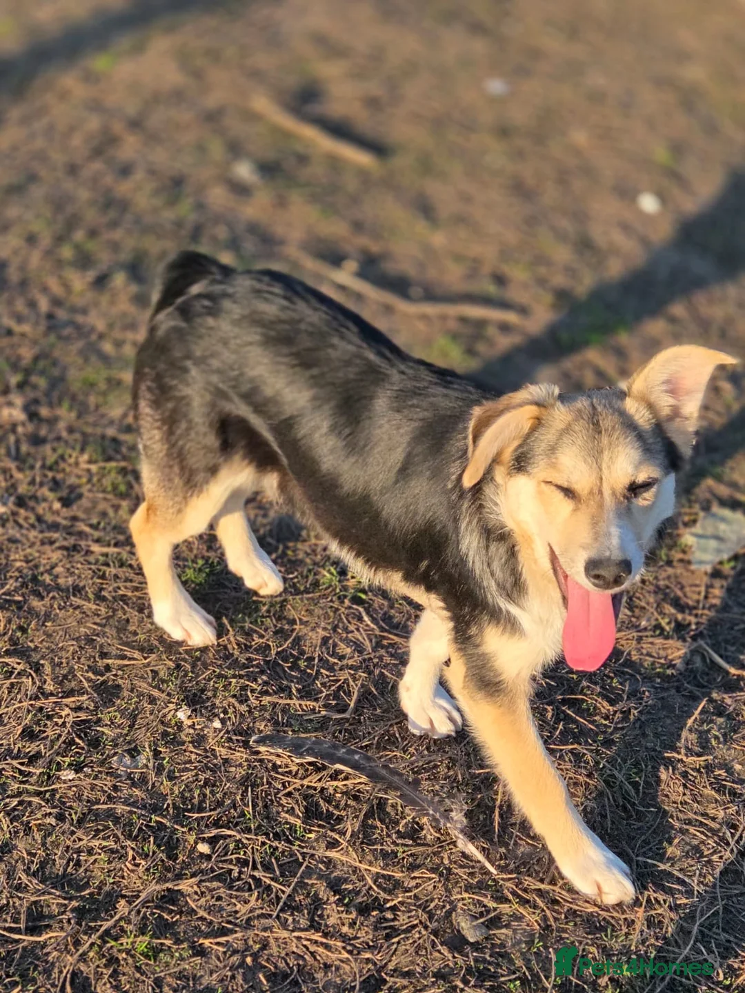 Mixed Breed dogs for adoption: 🐾❤️ LORI – A Little Heart Full of Love ❤️🐾 in Nottingham - Advert 1