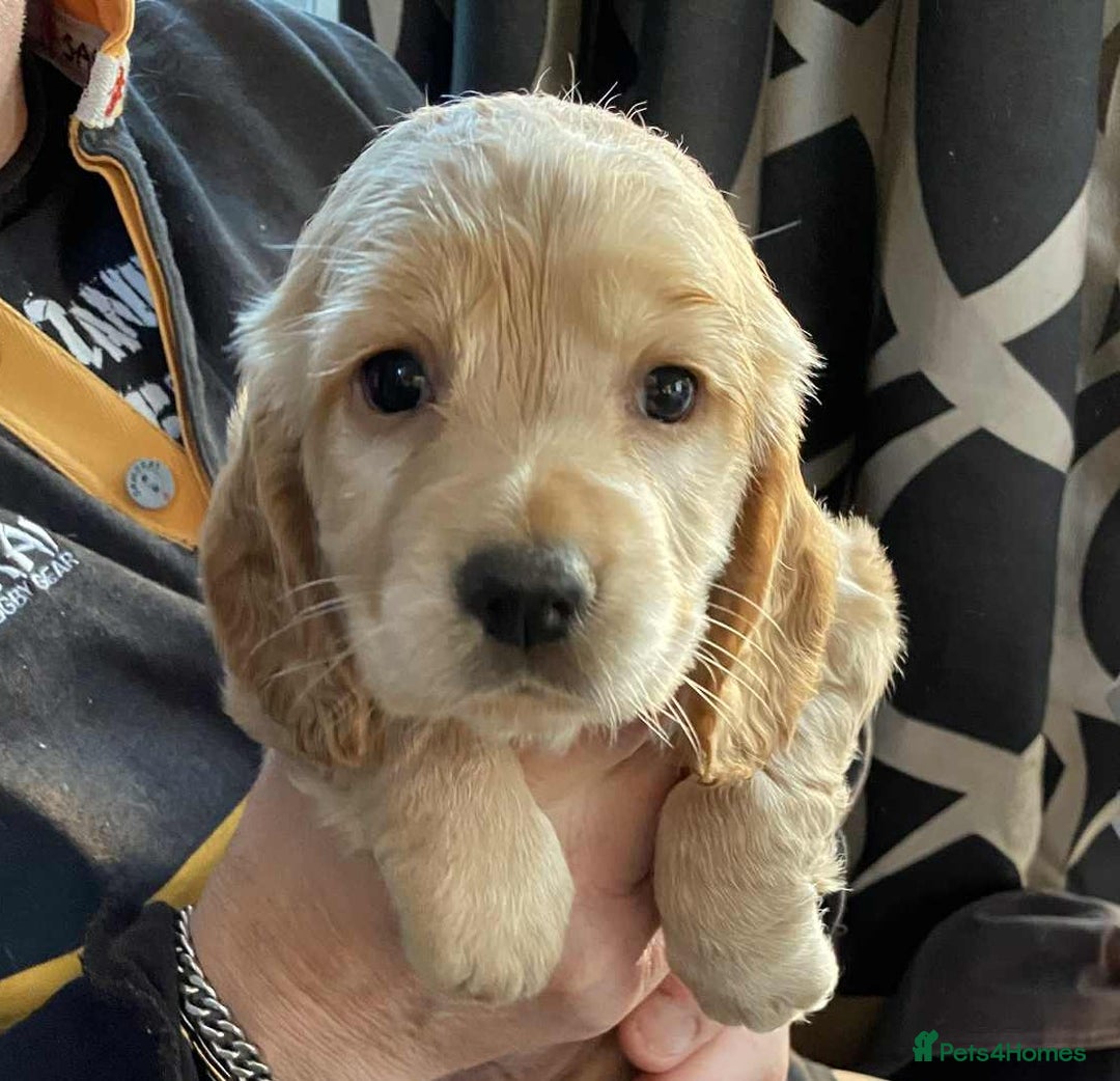 Cocker Spaniel dogs for sale: Amazing Chunky Working Cocker spaniel Puppies - Image 18