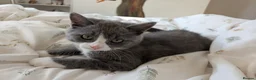 British Shorthair cats for sale: Marcin  - Advert 9